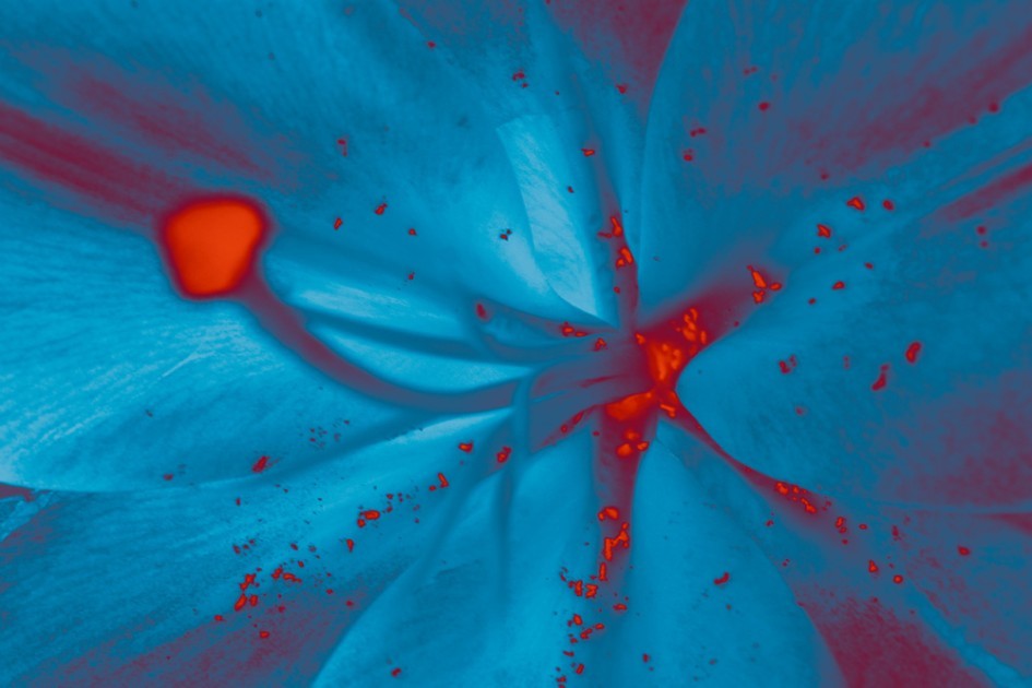 fleur_4_v3.jpg