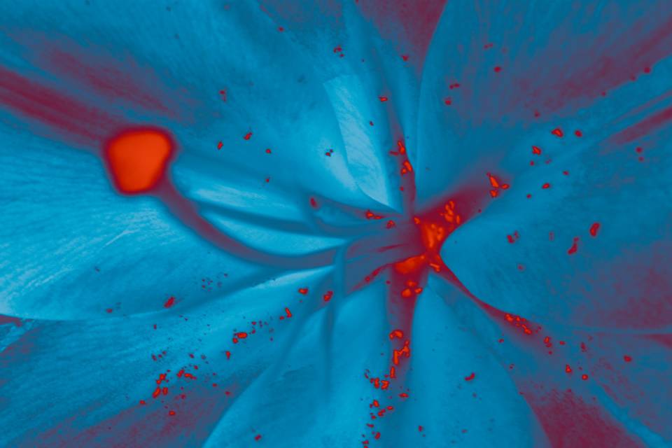 fleur_4_v3.jpg
